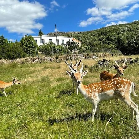 Quinta Do Borges 2 Daire Guarda Dış mekan fotoğraf