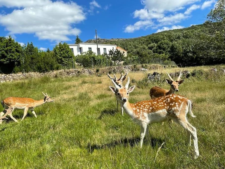 Quinta Do Borges 2 Daire Guarda Dış mekan fotoğraf