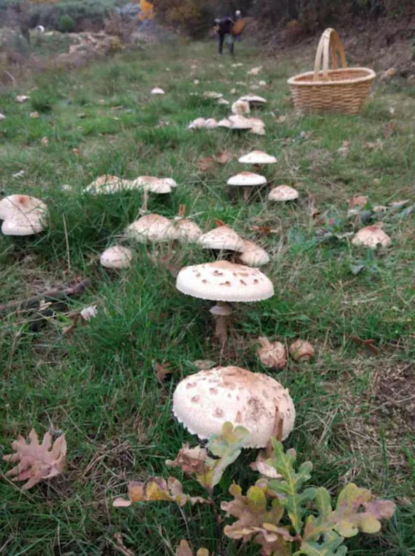Quinta Do Borges 2 Daire Guarda Dış mekan fotoğraf